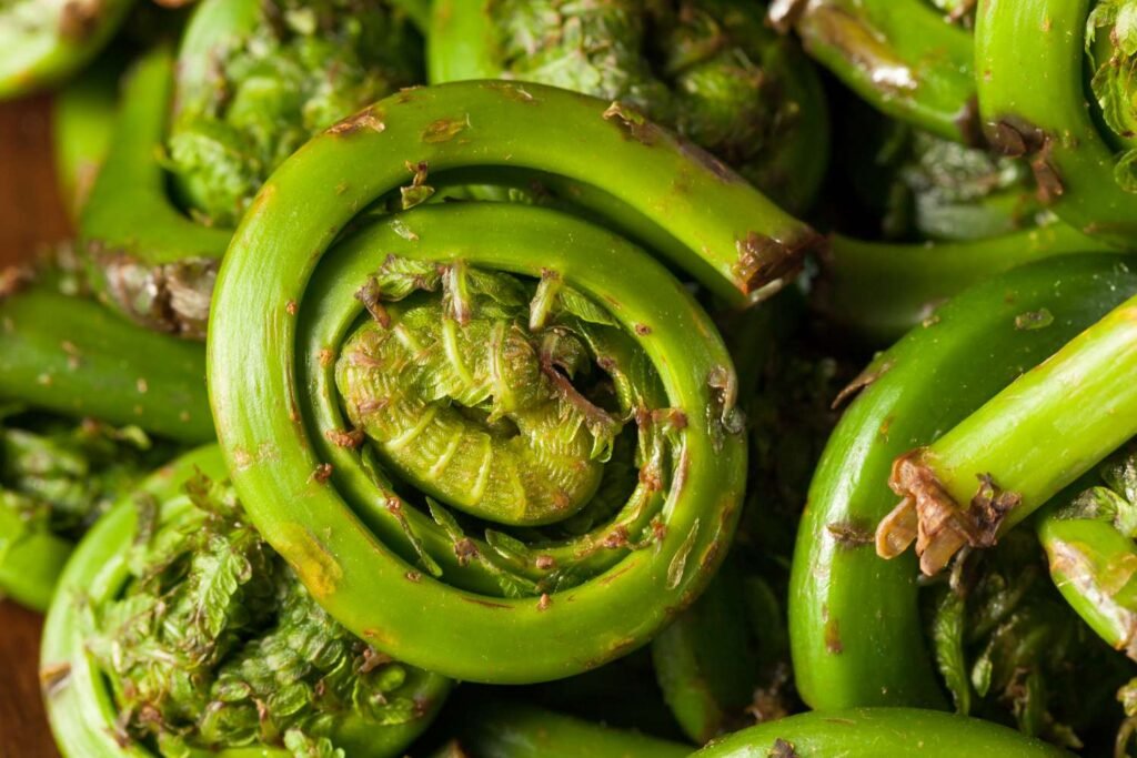 Fiddlehead Ferns Health Benefits: Unlock Nature’s Tastiest Superfood in 2025! fiddlehead ferns health benefits