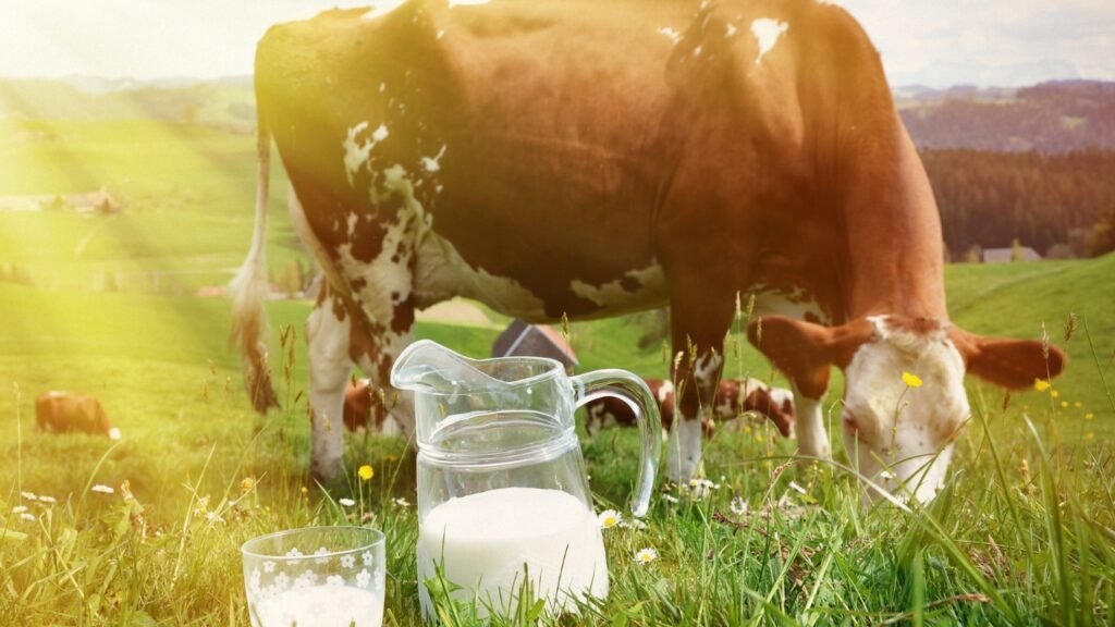 2 Cow Milk Nutrition Facts That You Need To Know 2 cow milk nutrition facts
